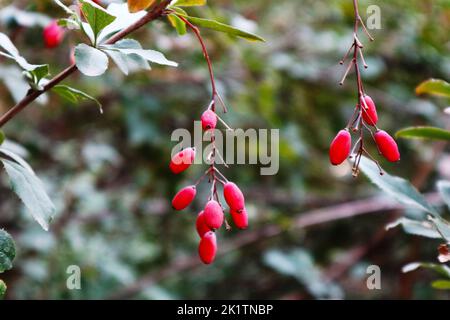 bacche di barberry rosse mature su un ramo. barberry canadese Foto Stock