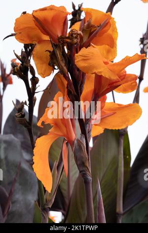 Arancio canna indica o fiori di tiro indiano in un giardino con foglie su sfondo bianco Foto Stock