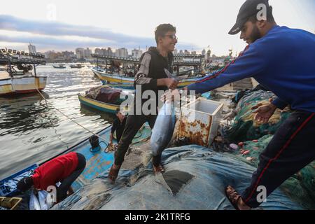 Gaza, Palestina. 20th Set, 2022. I pescatori palestinesi scaricano i loro pesci al porto di Gaza. Israele impedisce ancora l'esportazione di pesce dalla striscia di Gaza verso Israele e la Cisgiordania per motivi sconosciuti, secondo quanto riferito dal capo del sindacato dei pescatori palestinesi Nizar Ayyash. (Credit Image: © Ahmed Zakot/SOPA Images via ZUMA Press Wire) Foto Stock