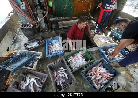 Gaza, Palestina. 20th Set, 2022. I pescatori palestinesi scaricano i loro pesci al porto di Gaza. Israele impedisce ancora l'esportazione di pesce dalla striscia di Gaza verso Israele e la Cisgiordania per motivi sconosciuti, secondo quanto riferito dal capo del sindacato dei pescatori palestinesi Nizar Ayyash. (Credit Image: © Ahmed Zakot/SOPA Images via ZUMA Press Wire) Foto Stock