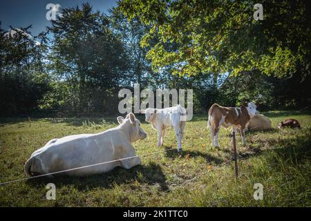 su un prato verde madre mucche con vitelli sono sdraiati al sole Foto Stock