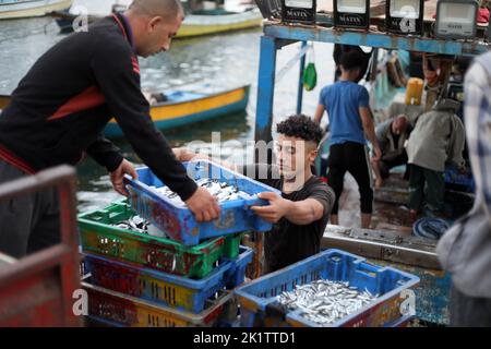 Gaza, Palestina. 20th Set, 2022. I pescatori palestinesi scaricano i loro pesci al porto di Gaza. Israele impedisce ancora l'esportazione di pesce dalla striscia di Gaza verso Israele e la Cisgiordania per motivi sconosciuti, secondo quanto riferito dal capo del sindacato dei pescatori palestinesi Nizar Ayyash. (Credit Image: © Ahmed Zakot/SOPA Images via ZUMA Press Wire) Foto Stock