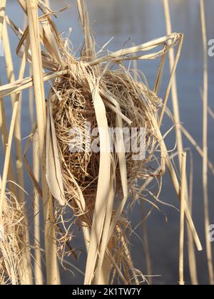 Topo di raccolta eurasiatico (Micromys minutus) nido Foto Stock