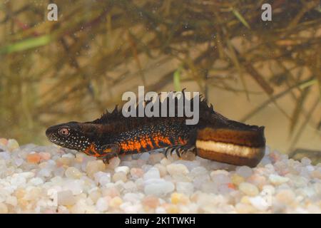 Il novellotto del Danubio o novellotto del Danubio (Triturus dobrogicus) maschio in habitat naturale subacqueo Foto Stock