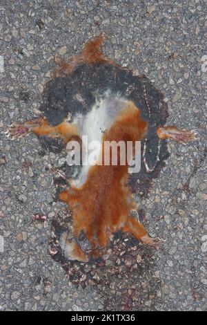 Uccisione di scoiattolo rosso (Sciurus vulgaris) su una strada asfaltata Foto Stock