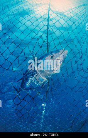 Un tonno rosso del sud morto, Thunnus maccoyii, pescato in una penna di tonno. Tutto il tonno rosso meridionale si svolge in una piccola regione al largo di Port li Foto Stock