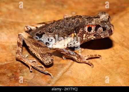 Matang Asian Toad, gracile Frog, Sarawak Slender Frog, slender Frog Frog (Leptolalax gracilis) in un habitat naturale Foto Stock