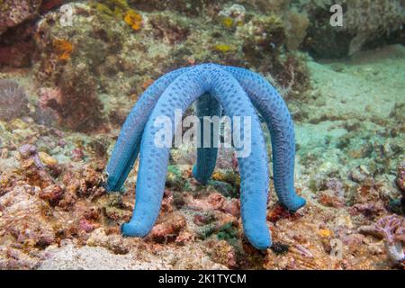 Questo seastar/starfish, Linckia laevigata, si appollaia alto come si può per rilasciare i flussi di uscita dello sperma nella corrente nella speranza di produrre futuro Foto Stock