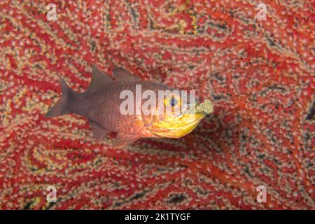 Questo pesce cardinale maschio, Ostorhinchus apogonoides, sta proteggendo e incubando le sue uova portandole in bocca, Filippine. Si occa Foto Stock