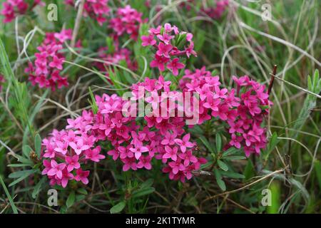 Il fiore della ghirlanda o rosa daphne (Daphne cneorum) arbusto fiorito in un habitat naturale Foto Stock