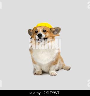 carino cane corgi in un casco da costruzione giallo tiene un martello nei suoi denti Foto Stock