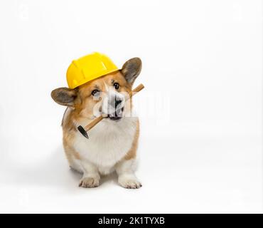 carino cane corgi in un casco da costruzione giallo che tiene un martello nei suoi denti su uno sfondo bianco Foto Stock