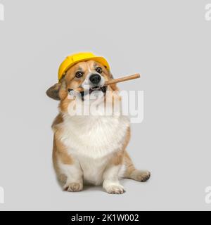 carino cane corgi in un casco da costruzione giallo tiene un martello nei suoi denti Foto Stock