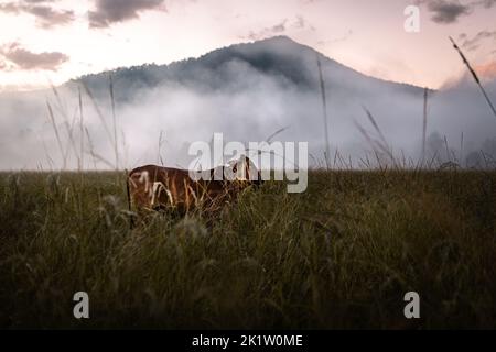 Mucca bruna nella nebbia di una mattina di ealry all'alba in Australia Foto Stock