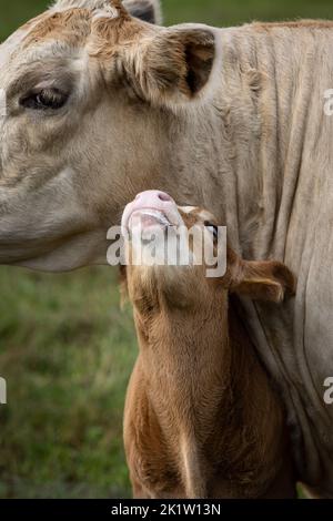 Primo piano di giovane vitello marrone carino con bianco blaze accanto alla mucca madre su un campo in Germania Foto Stock