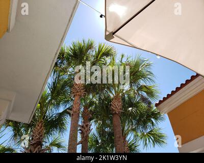 Gruppo di alberi di Palmetto incorniciato da un edificio Foto Stock