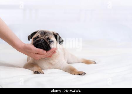 Mano del proprietario colpi il suo cane di pug tranquillo dormiente nel paese, amicizia, animali domestici Foto Stock