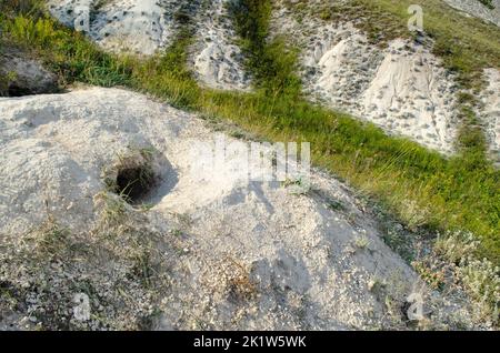 Sbavatura di Groundhog in vivo. Marmota bobak's Burrow in gesso montagne tra l'erba. Burrow sulla collina Foto Stock