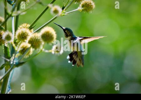 Un colibrì rufoso si trova vicino a un cardo lungo il fiume Tenn-Tom a Columbus, Mississippi. Foto Stock