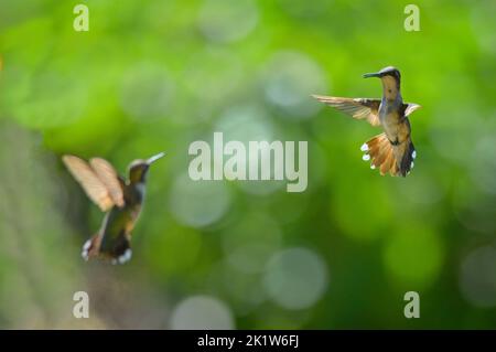 Questi due colibrì rufosi si stavano recando l'uno all'altro per un po' lungo il fiume Tenn-Tom a Columbus, Mississippi. Foto Stock