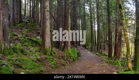 Un sentiero per passeggiate attraverso una bella foresta mossy Foto Stock