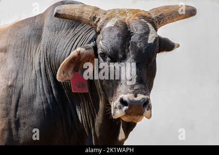 Primo piano di un occhio Brahman bull. Foto Stock