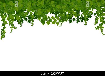 Sfondo di lianas Ivy con foglie verdi. Cartone animato vettore arrampicata viti telaio, foglie verdi di pianta superriduttore, contorno ornamentale botanico. Ivy o hedera rami appesi dall'alto, arredamento della casa Illustrazione Vettoriale