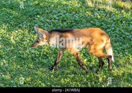 Il lupo maneggiato (chrysocyon brachyurus) cammina sull'erba Foto Stock