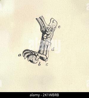 Anatomia della gamba del gatto con legenda delle lettere (ossa). Illustrazioni vintage. Foto Stock