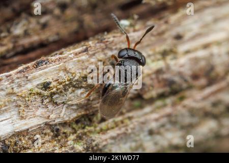 Vespa secelionide (Trissolcus sp.) Foto Stock