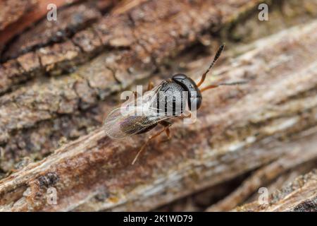 Vespa secelionide (Trissolcus sp.) Foto Stock