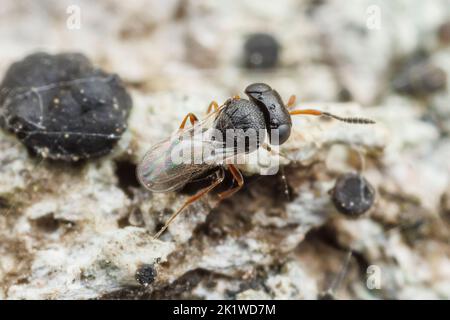 Vespa secelionide (Trissolcus sp.) Foto Stock
