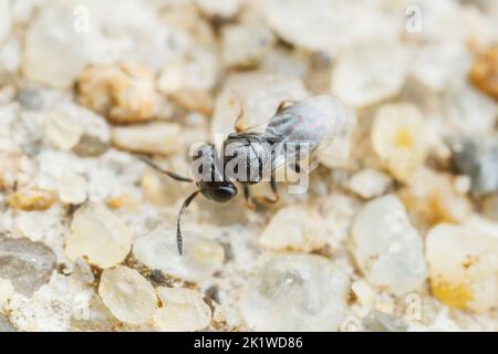Vespa secelionide (Trissolcus sp.) Foto Stock