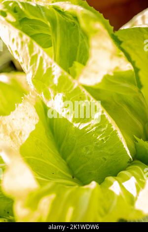 Cicoria radiente ‘Pan di Zucchero’, Cichorium intybus ‘Pan di Zucchero’, radicchio ‘Pan di Zucchero’, rappresentazione vegetale, alimentare Foto Stock