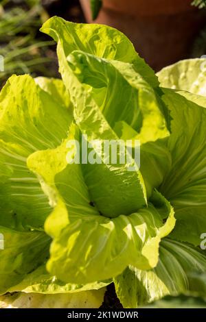 Cicoria radiente ‘Pan di Zucchero’, Cichorium intybus ‘Pan di Zucchero’, radicchio ‘Pan di Zucchero’, rappresentazione vegetale, alimentare Foto Stock