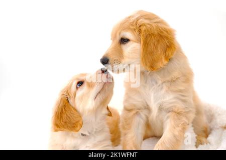 Coppia di cuccioli biondi carini sdraiati su coperta bianca. Questa è una razza di allevamento di Hovawarts. Foto Stock