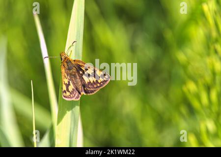 Farfalla skipper (Hesperidae) su un filo d'erba con spazio copia. Foto Stock