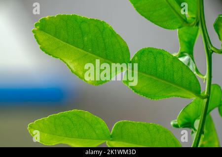 Le foglie verdi della pianta di lime di kaffir con i bordi frastagliati delle foglie hanno un aroma fresco, isolato su uno sfondo sfocato Foto Stock