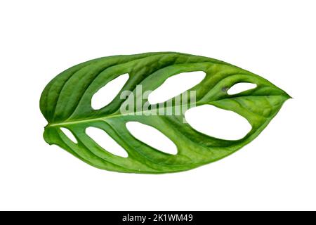 Le foglie verdi della pianta variegata hanno una forma a cuore con un foro al centro, isolato su fondo bianco Foto Stock