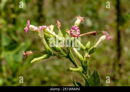 Un fiore di pianta di tabacco a forma di campana in una combinazione di rosa e giallo, isolato su uno sfondo verde sfumato fogliame Foto Stock