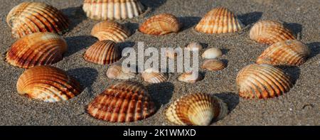 conchiglie di varie dimensioni sulla sabbia della spiaggia tropicale in estate Foto Stock