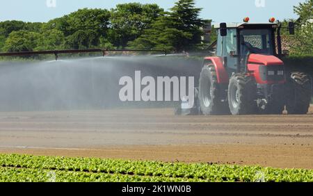 trattore con ruote grandi sul campo coltivato per la semina e la raccolta della lattuga Foto Stock