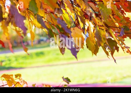 Autunno disegno sfondo floreale con foglie in colori stagione. Concetto di decorazione autunnale. Rosso tenero e giallo arancio trasparente foglie autunnali incandescenti Foto Stock