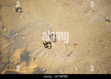 Impronte di cani nella sabbia. Animali sulla spiaggia. Copia spazio per il testo. Sfondi di sabbia. Foto Stock