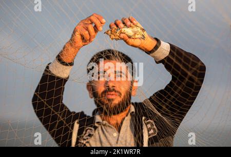 Gaza, Palestina. 20th Set, 2022. Un palestinese rimuove una quaglia dalla sua rete sulle rive del Mar Mediterraneo a Khan Yunis, nella striscia meridionale di Gaza. Credit: SOPA Images Limited/Alamy Live News Foto Stock