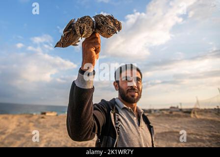 Gaza, Palestina. 20th Set, 2022. Un uomo palestinese tiene le quaglie sulle rive del Mar Mediterraneo a Khan Yunis, striscia di Gaza meridionale credito: SOPA Images Limited/Alamy Live News Foto Stock