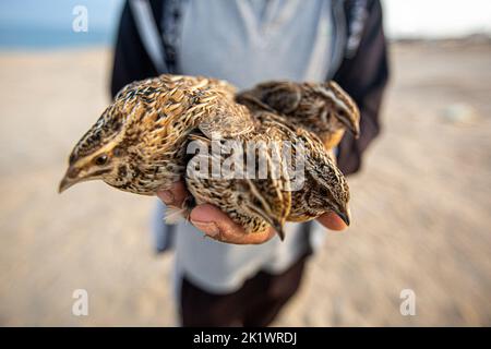 Gaza, Palestina. 20th Set, 2022. Un uomo palestinese tiene le quaglie sulle rive del Mar Mediterraneo a Khan Yunis, striscia di Gaza meridionale (Foto di Yousef Masoud/SOPA Images/Sipa USA) Credit: Sipa USA/Alamy Live News Foto Stock