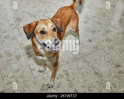 Carino cane rosso in appartamento in piena crescita. Foto Stock