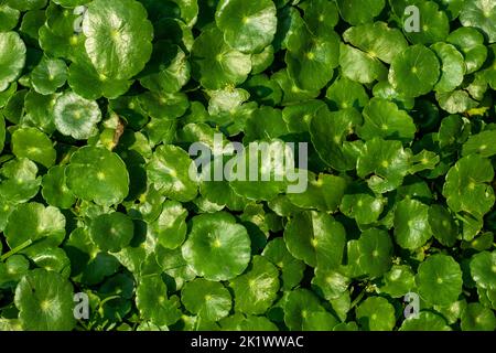 Pennywort americano dell'acqua o pennywort marsh o kola di Gotu. Hydrocotyle umbellata vulgaris, aka Pennywort del palude, è un piccolo acquatic di ruscello perenne h Foto Stock