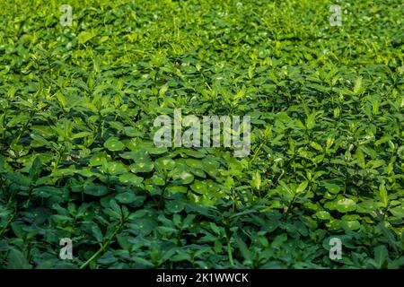 Hydrocotyle umbellata vulgaris, aka Pennywort del palude, è una piccola erba acquatica perenne strisciante nativa dell'Africa del Nord e dell'Europa. Acqua Pennywort ro Foto Stock